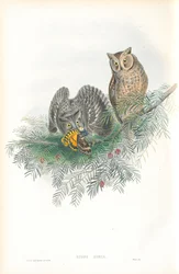 Illustration von Scops Zorca (Zwergohreule)